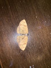 Tegosa anieta luka