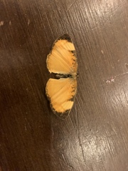 Tegosa anieta luka