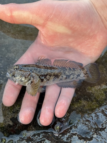 Maderia goby (Mauligobius maderensis) — Gobiidae — 3