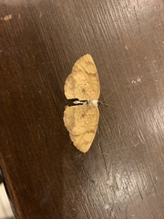 Tegosa anieta luka