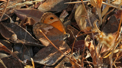Coenonympha thyrsis
