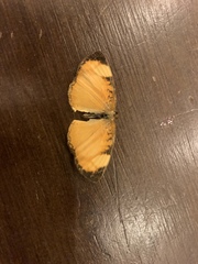 Tegosa anieta luka