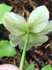 Trollius laxus