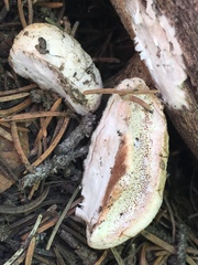Spongiporus leucospongia