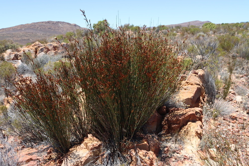 Image of Willdenowia arescens by (c) Tony Rebelo, some rights reserved (CC BY-SA)