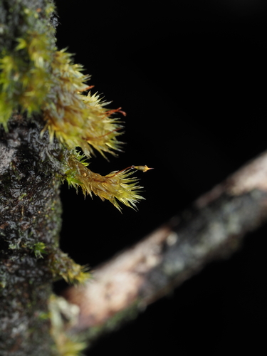 Daltonia ovalis