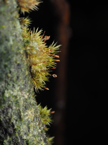 Daltonia ovalis