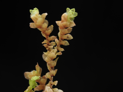 Scapania ciliata observed 2024-12-14