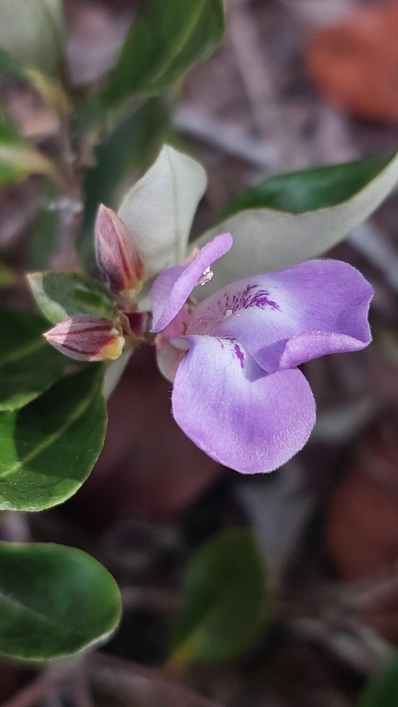 Euphronia hirtelloides