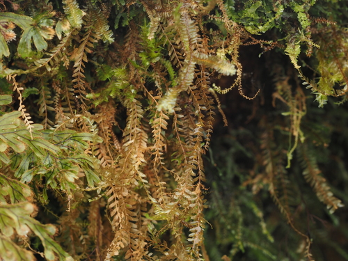 Chiastocaulon combinatum observed 2024-12-14