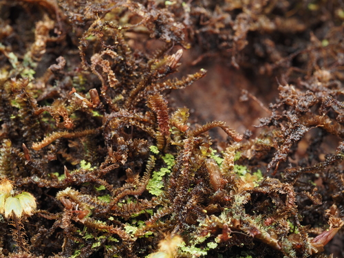 Anastrophyllum esenbeckii observed 2024-12-14