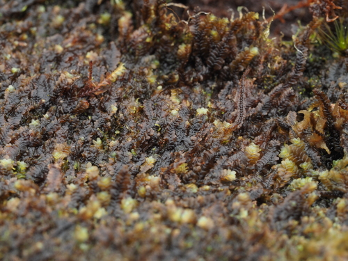 Mnioloma fuscum observed 2024-12-14