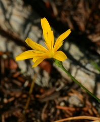 Microseris nutans