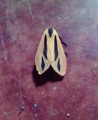 Creatonotos