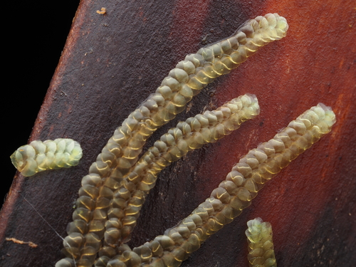 Calypogeia cuspidata