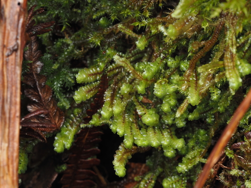 Scapania ciliata observed 2024-12-14