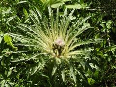 Cirsium scariosum