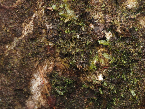 Plagiochila gracillima observed 2024-12-14
