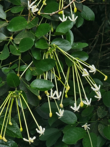 Image of Posoqueria latifolia by (c) UNA Ecoturismo, some rights reserved (CC BY-SA)