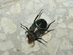 Cetonia aurata