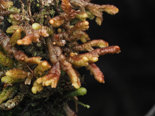 Cuspidatula labrifolia