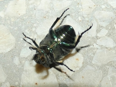 Cetonia aurata