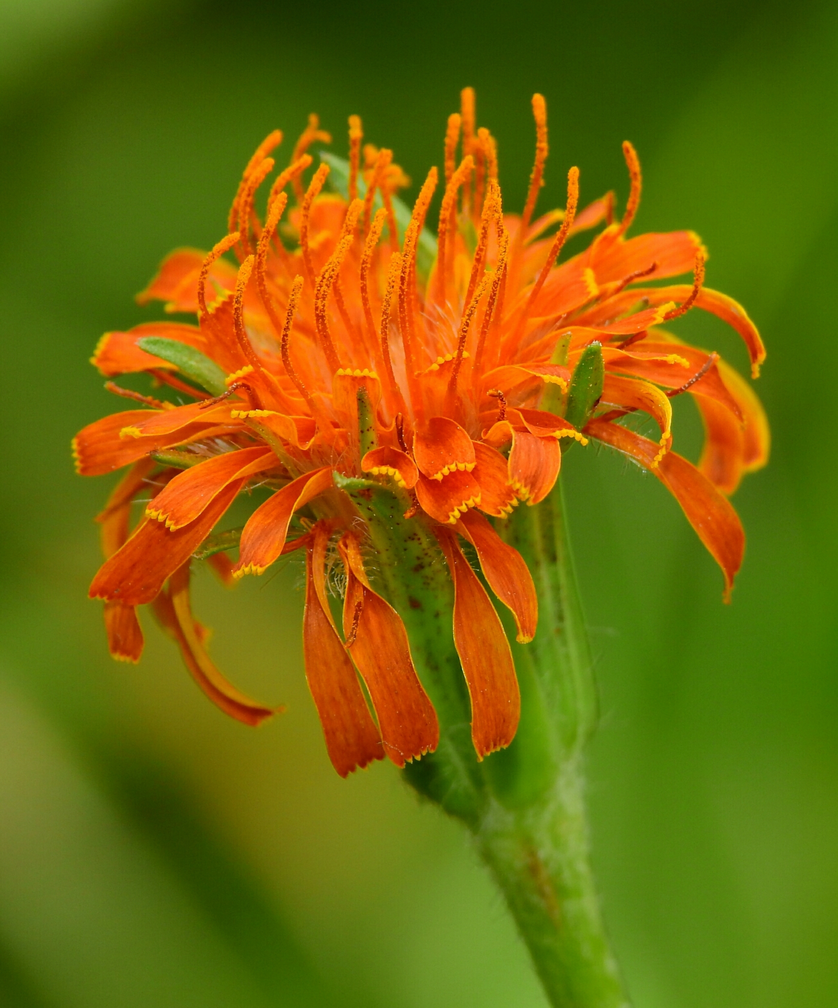 Agoseris aurantiaca var. aurantiaca