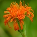 Orange Agoseris - Photo (c) David Greenberger, some rights reserved (CC BY-NC-ND), uploaded by David Greenberger