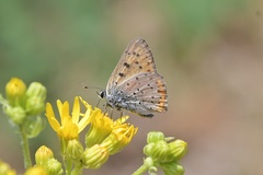 Lycaena alciphron gordius