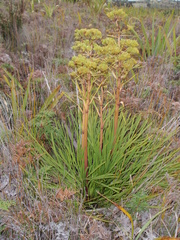 Aciphylla traversii