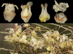 Cuscuta odorata