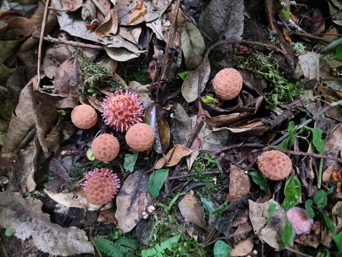 Image of Helosis cayennensis by (c) UNA Ecoturismo, some rights reserved (CC BY-SA)
