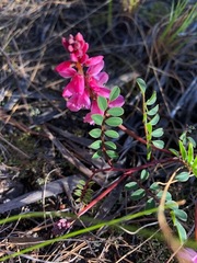 Indigofera brendae