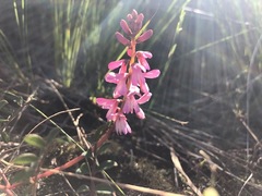 Indigofera brendae