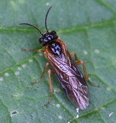 Monostegia abdominalis