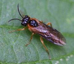 Monostegia abdominalis