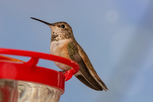 Rufous Hummingbird photographed in Pennsylvania