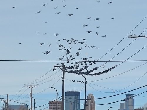 Feral Pigeon photographed in Minnesota