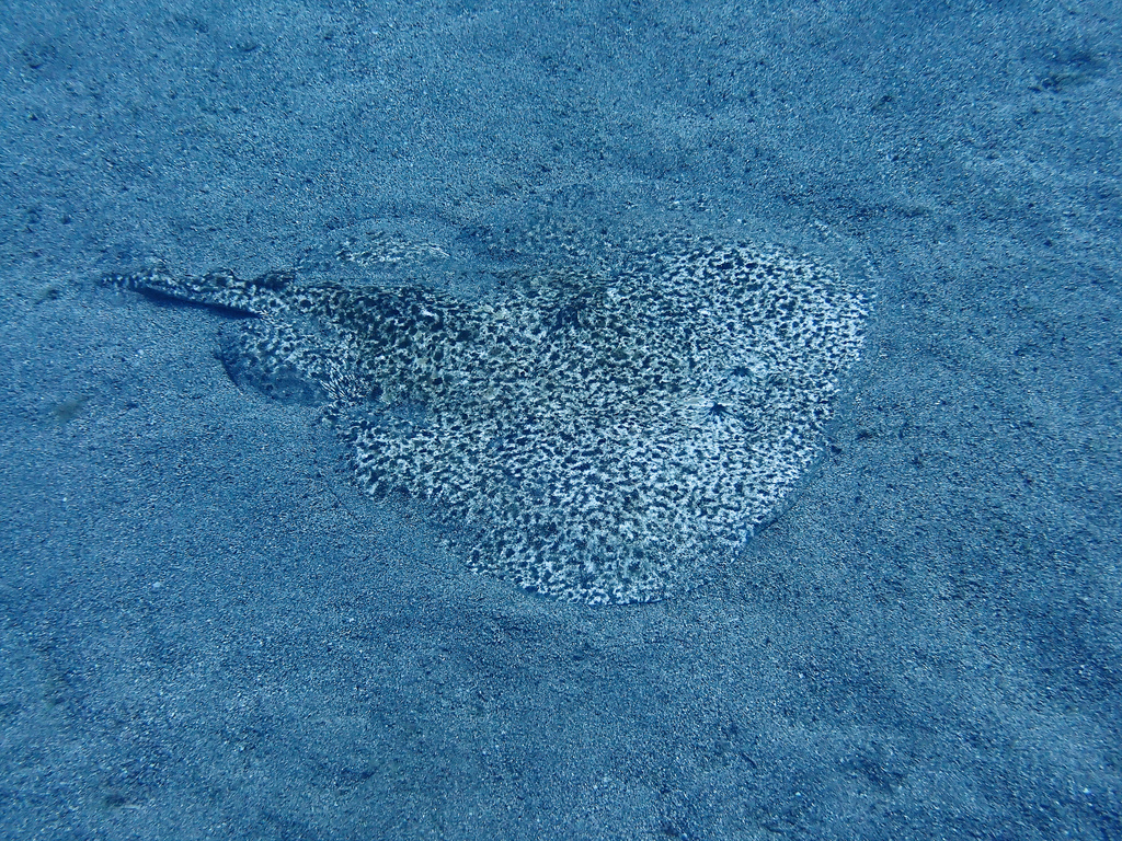 Marbled electric ray lying on a sandy seabed, spotted pattern visible