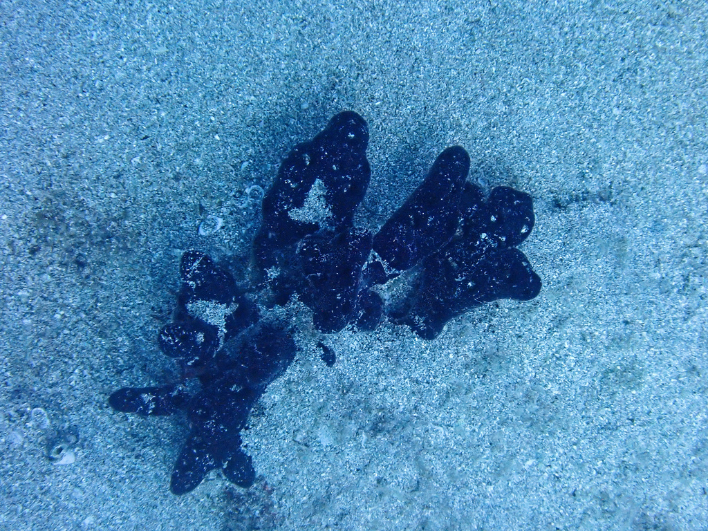 Haliclona parasimulans