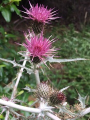 Cirsium douglasii