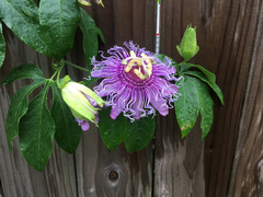 Passiflora