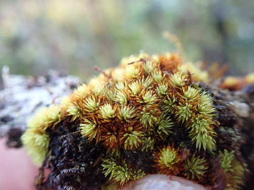 Macromitrium observed 2024-12-15