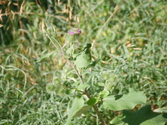 Arctium lappa