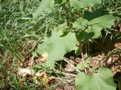 Arctium lappa