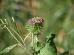 Arctium lappa