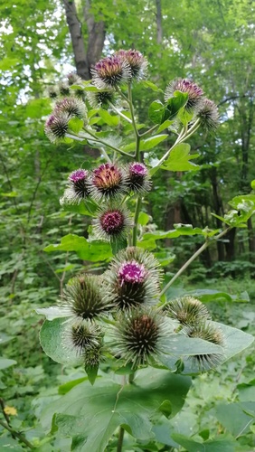Greater burdock