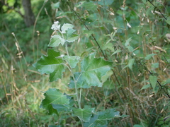 Populus alba
