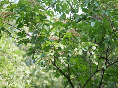Sambucus nigra