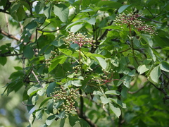 Sambucus nigra